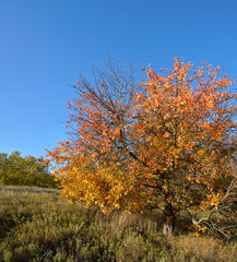 a tree with a yellow leaves