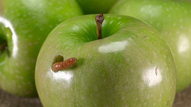 the larva feeds on a green Apple and chewed a hole in it,close-up