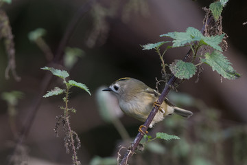 Wintergoldhähnchen