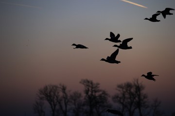 Birds flying south