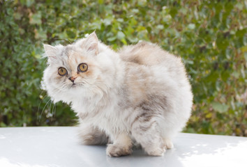 Naklejka na ściany i meble Persian cat, a breed of long-haired cats, one of the oldest and most popular in the world close up. Selective focus