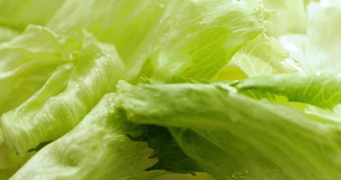 Green lettuce in rotation