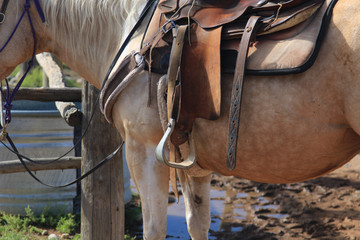 Obraz premium Horse saddled up waiting for the wrangler