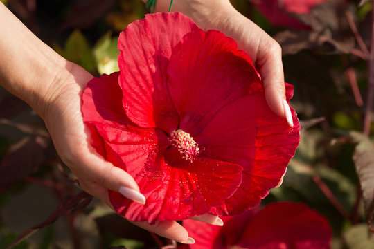 large red hibiscus flower in female hands