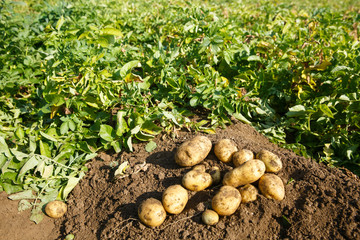 Pile of freshly dug potatoes on a field