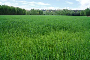 The end of April. Polish wheat field with young wheat. Several types of green color.