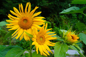 Close-up of three flowers of sunflower on the background of the garden