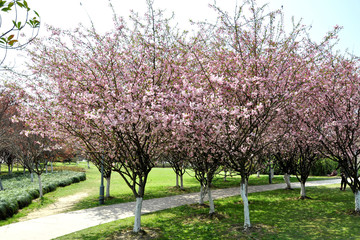 beautiful orchard blooming spring garden. Nature composition.
