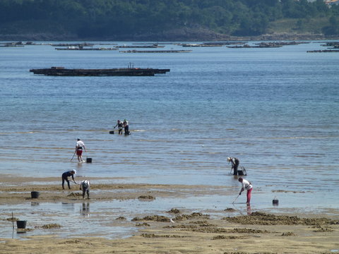 Mariscadores de Galicia en Muros, pueblo espa&ntilde;ol perteneciente a la provincia de La Coru&ntilde;a en las Rias Baixas, en la comunidad aut&oacute;noma de Galicia (Espa&ntilde;a)