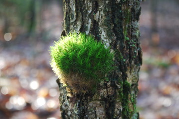 Moss