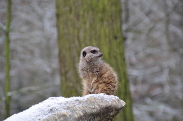 Erdmännchen auf Wacht