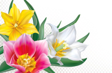 Bouquet tulips on transparent background