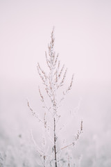 Beautiful Snowy White Grass In Winter Frosty Day