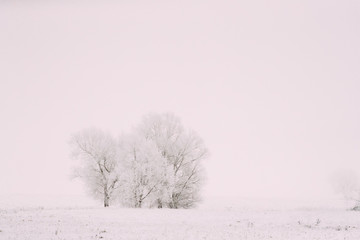 Snow-covered Field In Winter Frosty Day. Fluffy Trees In Snow. Minimalism