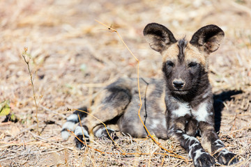 African Wild Dog puppy