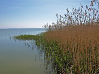 Travins in spring on the coast of the Balt Sea.