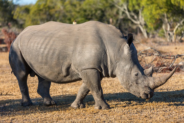Fototapeta premium White rhino in safari park