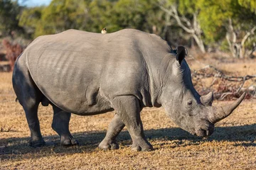 Crédence de cuisine en verre imprimé Rhinocéros Rhinocéros blanc dans le parc safari
