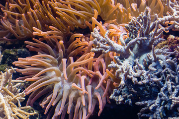 Naklejka na ściany i meble Underwater sea anemone.