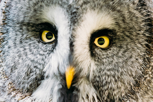 Close Up Face And Eyes Of Great Grey Owl Or Great Gray Owl. Strix