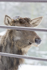 Asina wapiti - deer and cut corners.