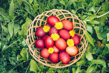 Red easter eggs on the grass with flowers and blowballs, spring holidays concept, naturally colored easter eggs with onion husks. Happy Easter, Christian religious holiday.