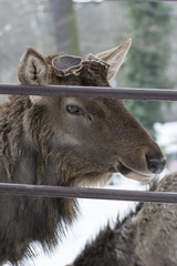 Asina wapiti - deer and cut corners.