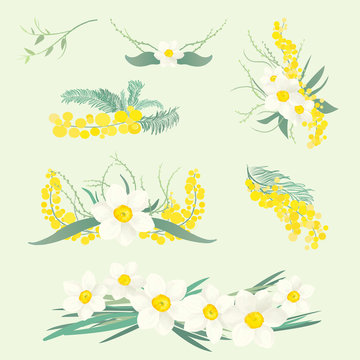 Floral illustrations set of brunches and bouquets of mimosa and narcissus flowers