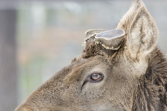Asina wapiti - deer and cut corners.