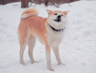 Dog akita-inu at the snow
