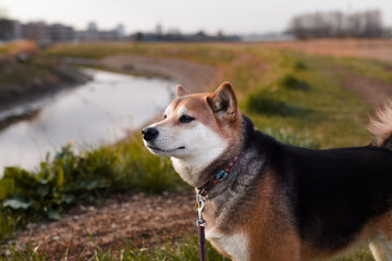 遠くを見る日本犬