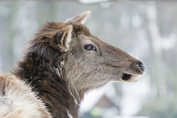 Cervus canadensis, Asian Wapiti - Detail of a female head of a roe.