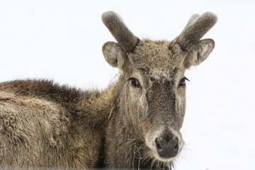 Cervus canadensis, Asian Wapiti - Detail of a male head with a rising antler.