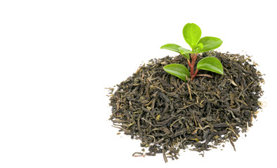 green plant on a white background