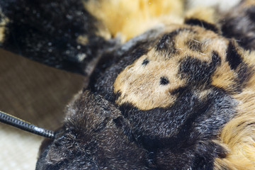 Acherontia atropos - Death-headed Hawk, View of the skull on the body.