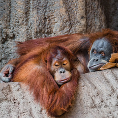 Portrait of couple of funny and boring Asian orangutans