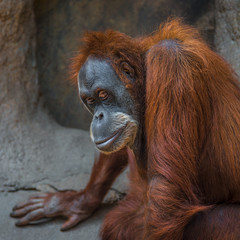 Naklejka premium Portrait of depressed Asian orangutan