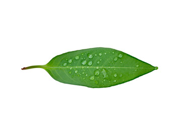 Fototapeta na wymiar Green leaf with water drops isolated on white background.