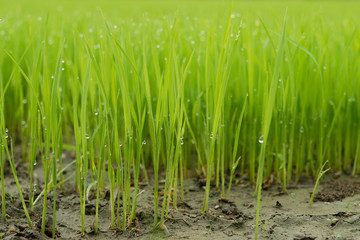 Green young rice sprout at organic rice field. Closeup and selective focus .