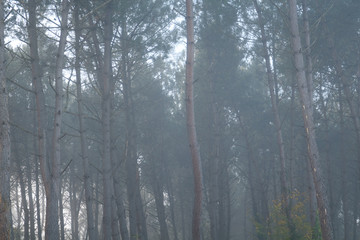 Les arbres dans le brouillard