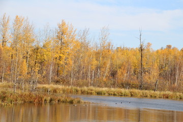 Autumn At Amisk Wuche Trail Pond, Elk Island National Park, Alberta