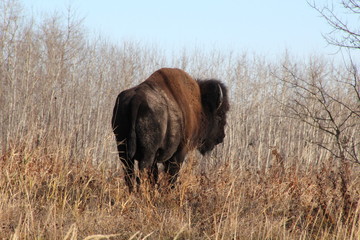 Bison And Bare Trees, Elk Island National Park, Alberta