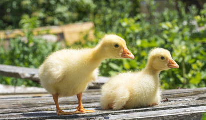 Small ducklings on a wooden background