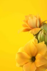 Yellow calanchoe flowers. Yellow flowers on yellow background.Closeup .Copy space