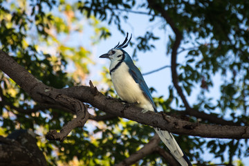 Geai à face blanche