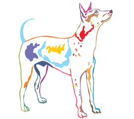 Colorful decorative standing portrait of American Hairless Terrier vector illustration