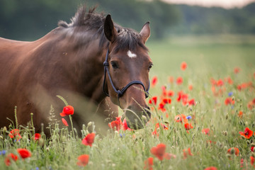 Obraz premium Braunes Pferd im Mohnfeld