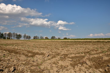 Zaorane pole, w tle linia drzew i traw, błękitne niebo z malowniczymi białymi chmurkami © Wioletta