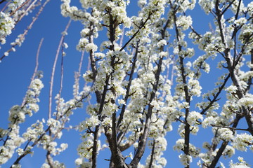 Blooming pear fruit tree in the suburbs of Dallas, Texas during spring time against a clear blue sky