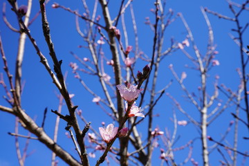 Peach tree with pink blossoms against the clear blue spring sky in the suburbs of dallas, texas